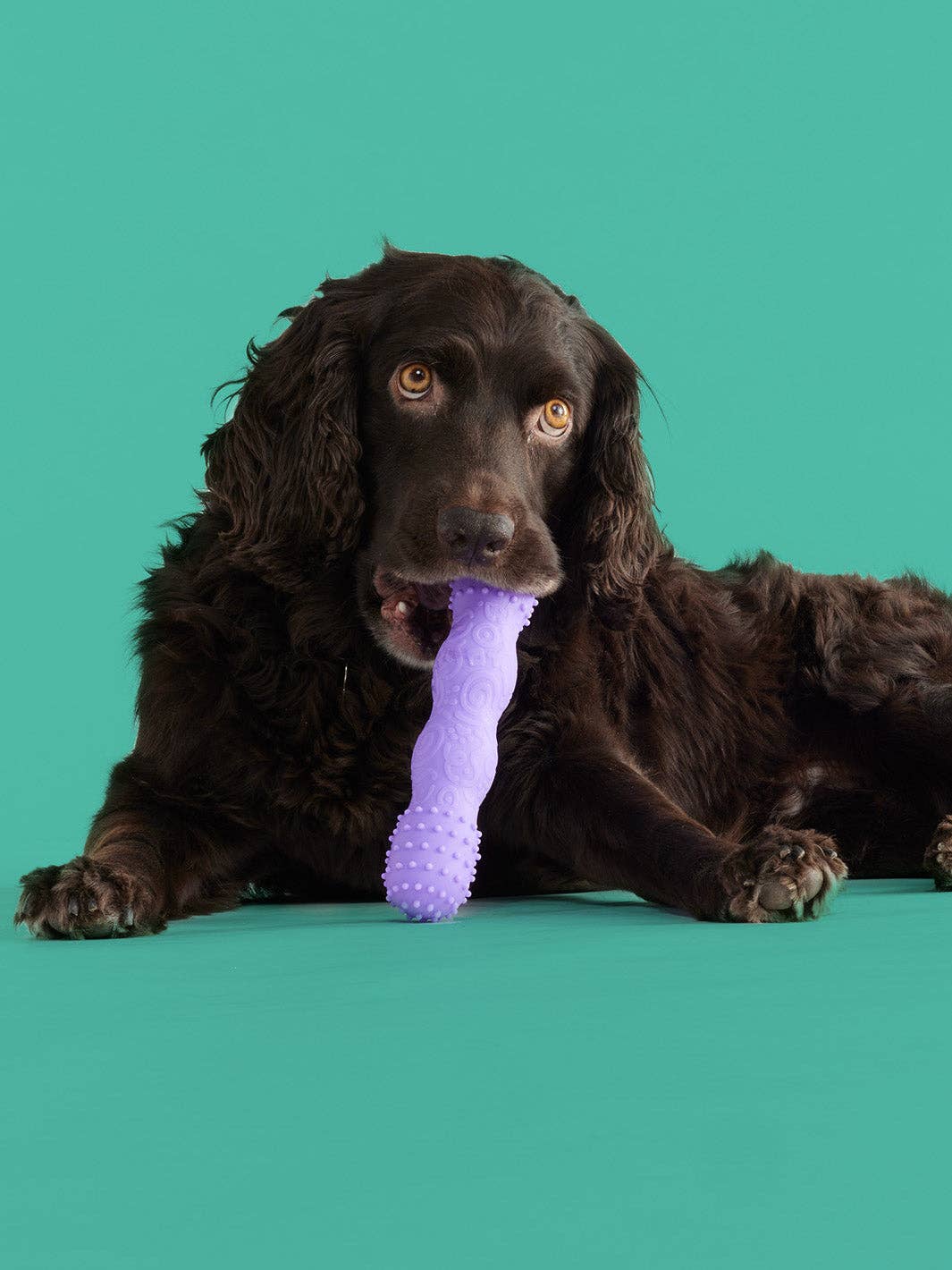 Yomp Dog Toys and Accessories - Wholesale Pet Chew Toy - Dog - ToothBuddy1