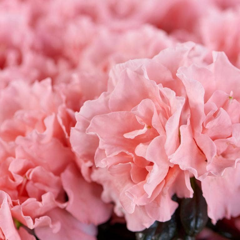 The Little Botanical – wholesale Live plant – Living Premium Azalea Mix – Gift Wrapped with Ribbon5