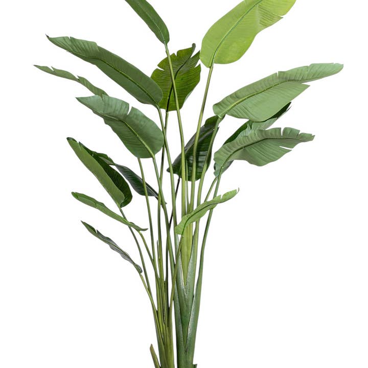 6.5' Bird of Paradise FP1470 and other Purchase Wholesale gafas replicas. Free Returns & Net 60 Terms on Faire trending on Faire.