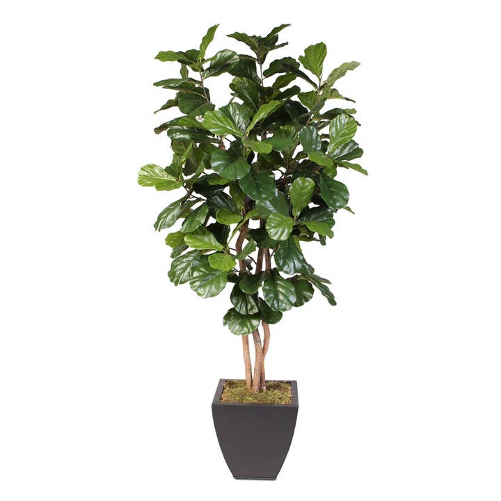 7'H Silk Fiddle Leaf Tree with Wood Trunks in Metal Planter for wholesale by JENNY SILKS