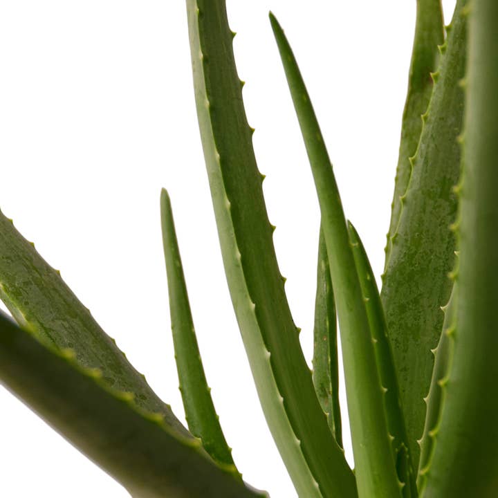House Plant Wholesale - Wholesale Succulent - SUCCULENT ALOE VERA 6-inch1