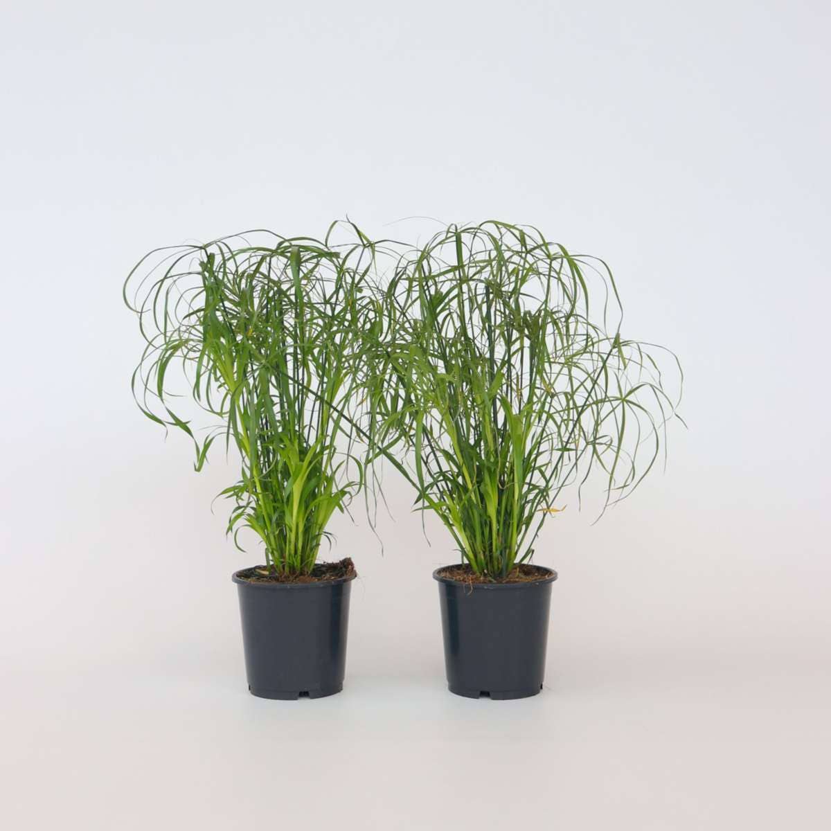Oasis of Life - Wholesale Live Plant - Umbrella Sedge – 4 Plants – Cyperus alternifolius – Height 40–50cm – Ø14cm – Tropical Ornamental Grass for Home, Garden & Pond Edge – Easy Care & Fast Growing0