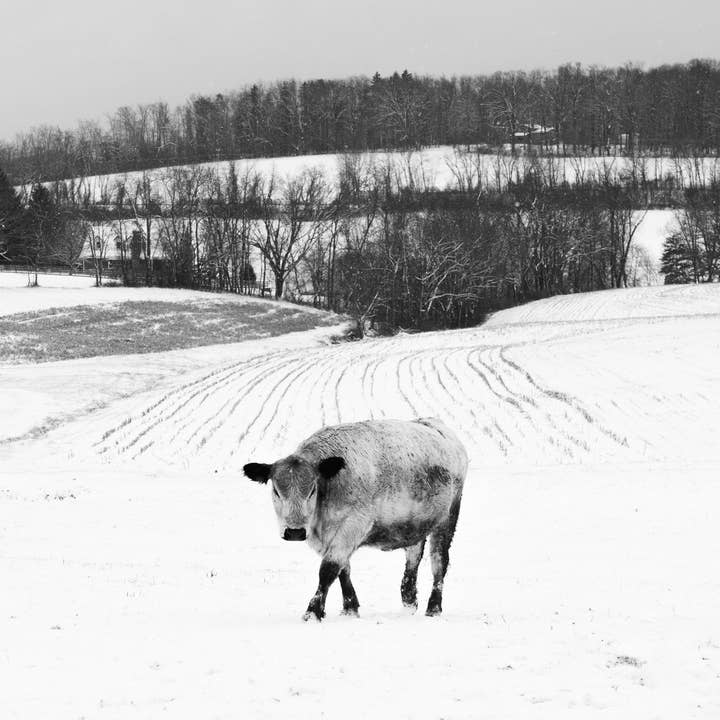 Opal in the Snow for wholesale by Tommy's Print Shop