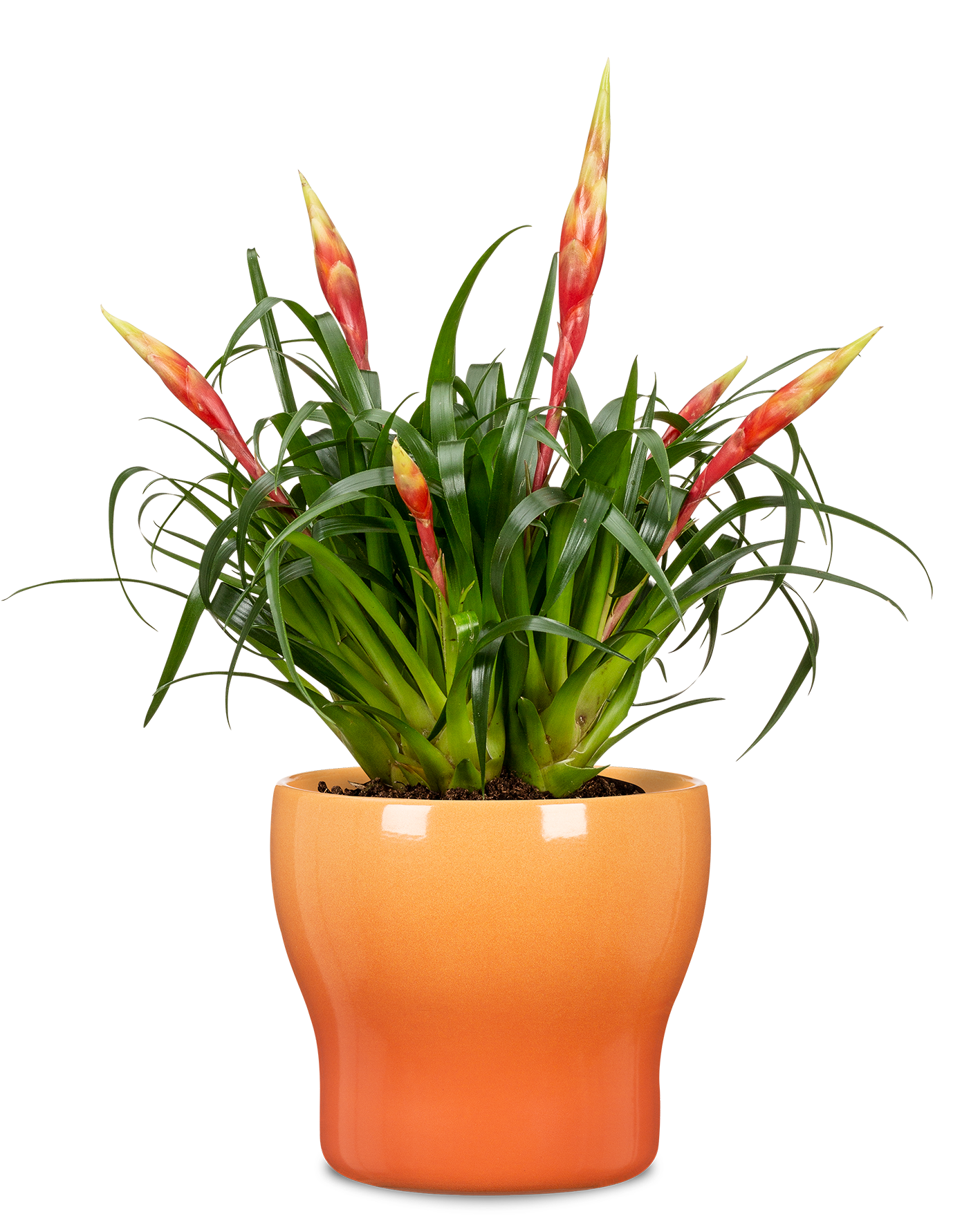 Scheurich - Wholesale Plant Pot - Fun Fiesta 824 ceramic flower pot/planter1