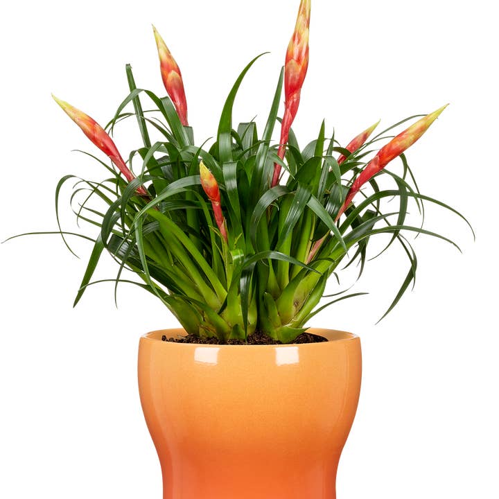 Scheurich - Wholesale Plant Pot - Fun Fiesta 824 ceramic flower pot/planter1