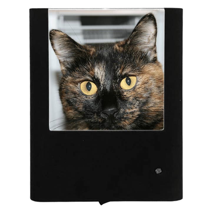 Nightlight Studio - Wholesale Night Light - American Bobtail Cat