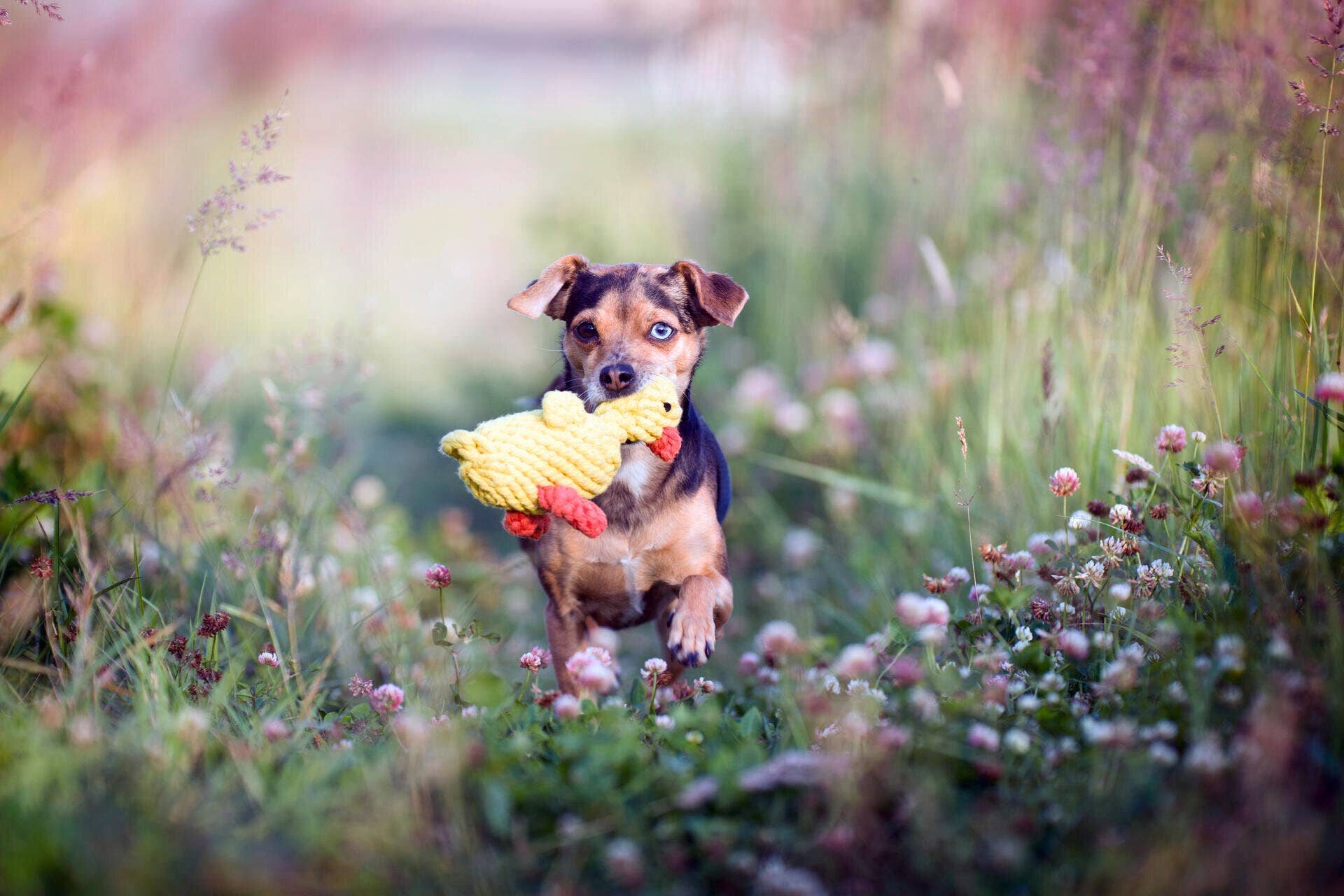 LABONI - Volentis GmbH – wholesale Pet rope toy – Dog – Emma Ente2