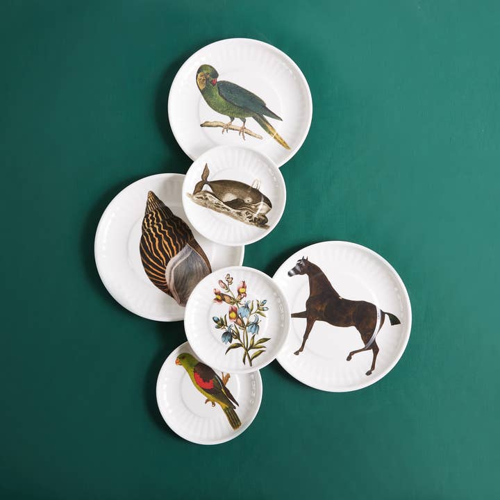 Siren Song - Wholesale Kartonnen bordje - Papegaai Lg. Papieren borden van melamine, set van 43