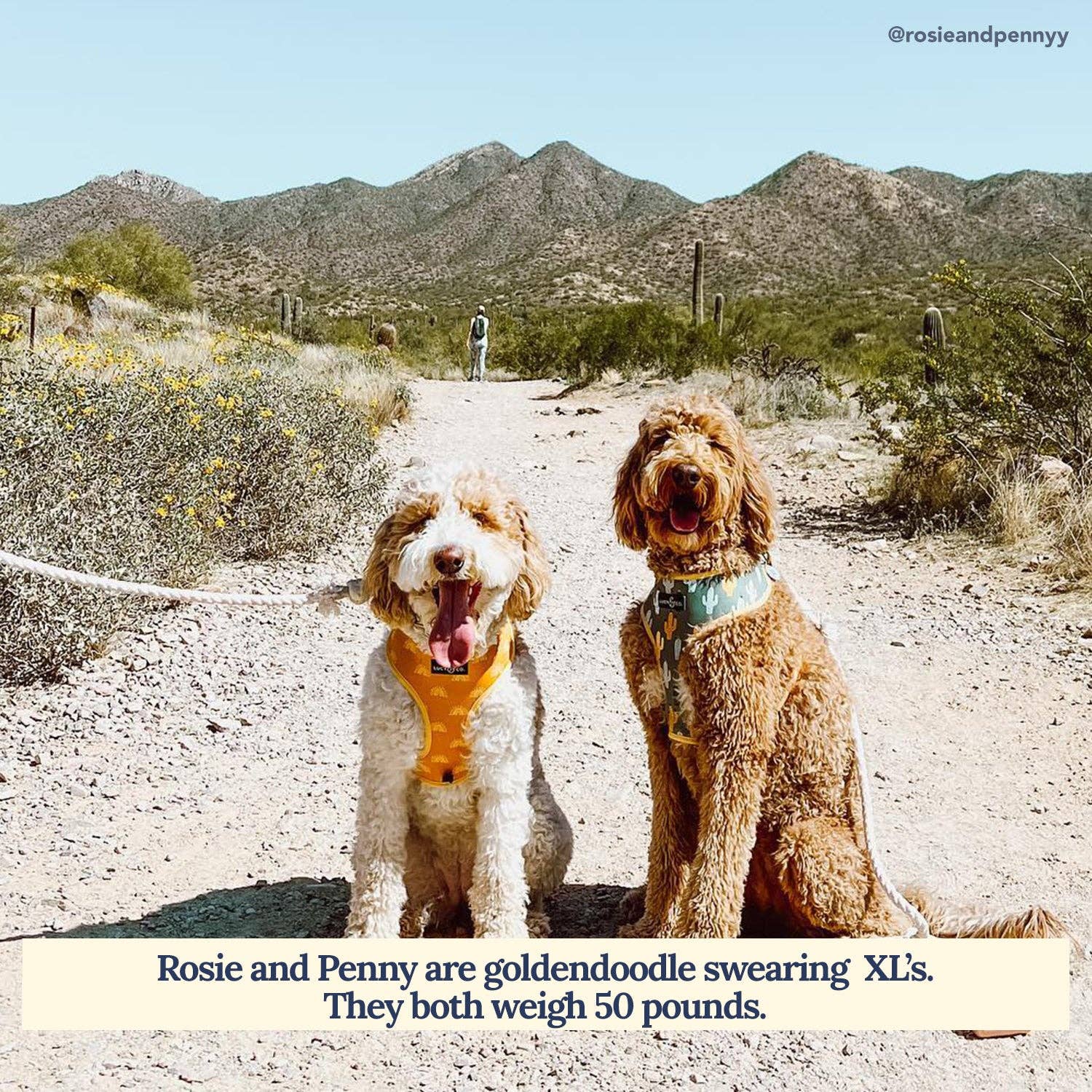 Lucy & Co. – Großhandel Haustiergeschirr – Hund – Scharfes Wende-Geschirr2