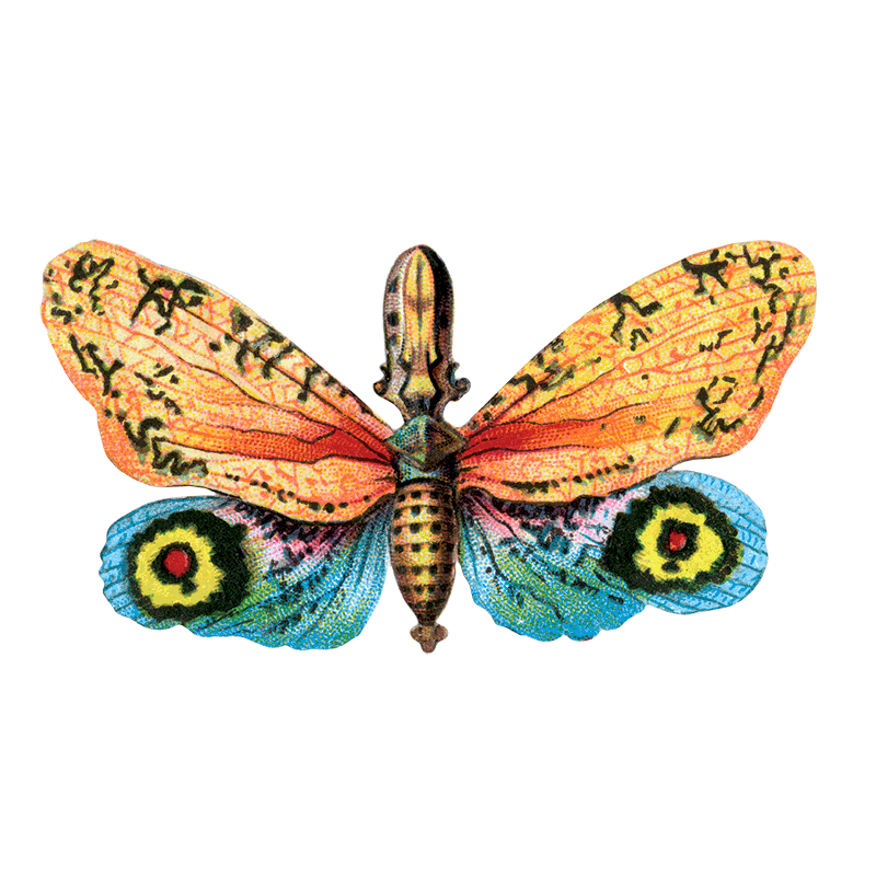 Laughing Elephant – Großhandel Aufkleber – Butterfly Box — Stickerbox für den täglichen Gebrauch11