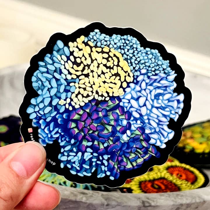 Hammer Coral Colony Aufkleber | Korallenriff, Aquarium für den Großhandel von Reef of Clowns