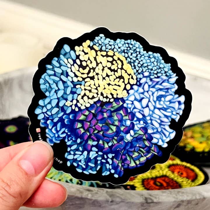 Reef of Clowns - Wholesale Sticker - Hammer Coral Colony Sticker | Coral Reef, Fish Tank