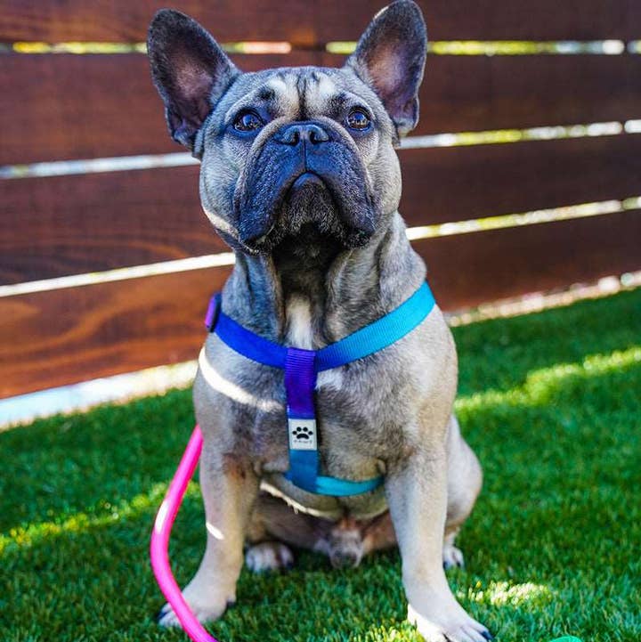 PAWZ - Wholesale Pet Harness - Dog - Rainbow Dog Harness & Matching Rope Leash