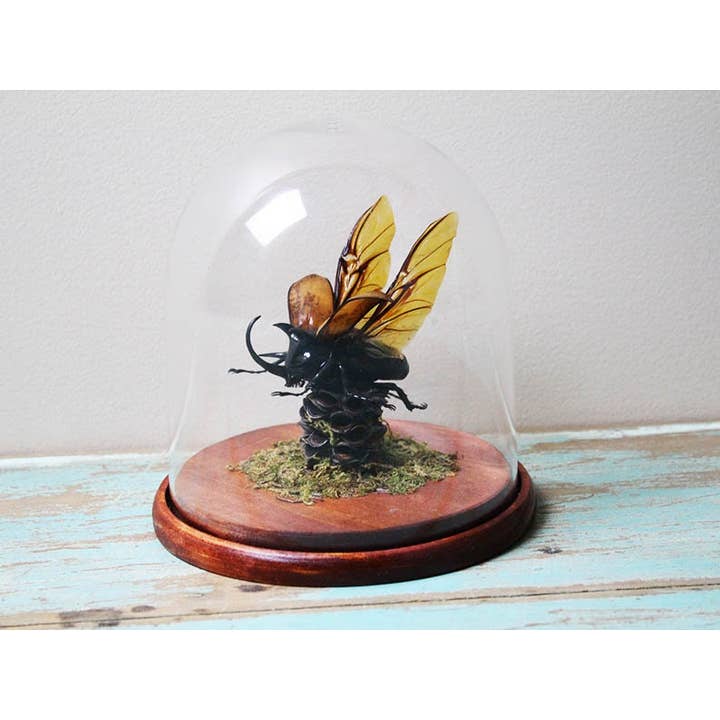 Newman Art Designs - Wholesale Decorative Figurine - 5 horned rhinoceros beetle in a dome