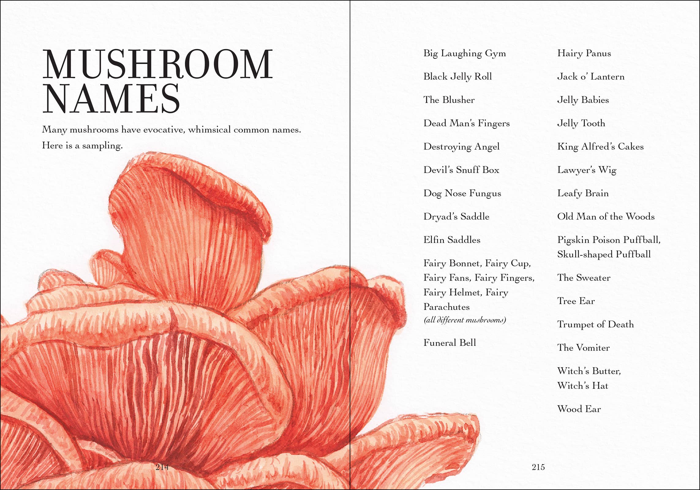 AdventureKEEN - Wholesale Nature & Outdoors - Wonder of Mushrooms12