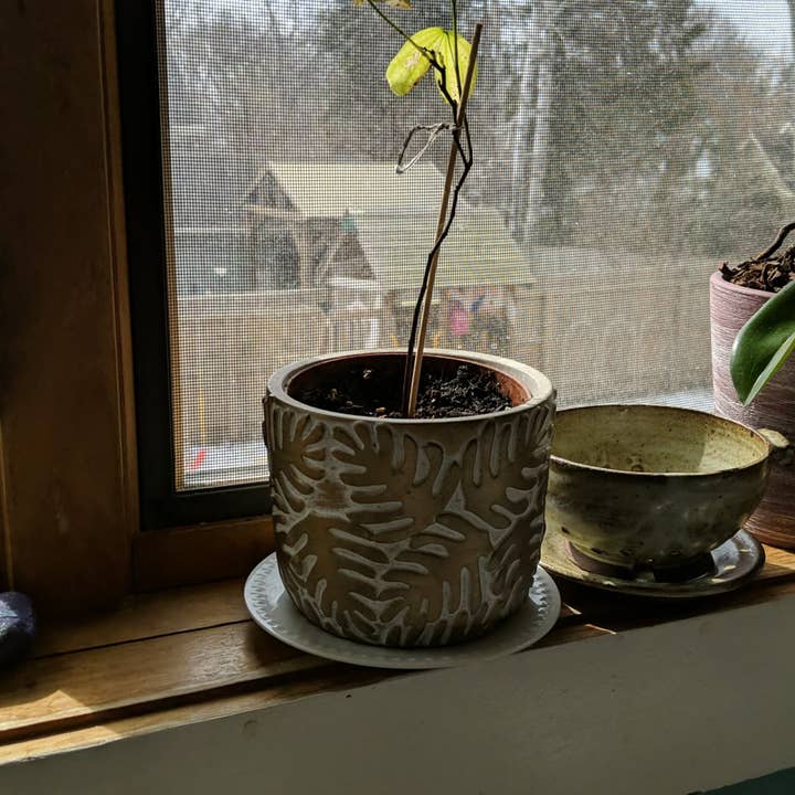 Sprigbox - Wholesale Plant Seeds - Orchid Tree Grow Kit | Wooden Planter Box | Indoor Gardening4