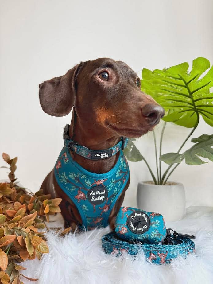 Pet Pooch Boutique – Engroshandel Halsbånd - Hund – Fræk Abe Hvalp eller Hundehalsbånd2