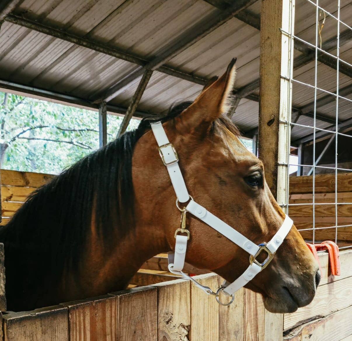 Pink WATERPROOF & BREAKAWAY White Horse halter  for wholesale on Faire2