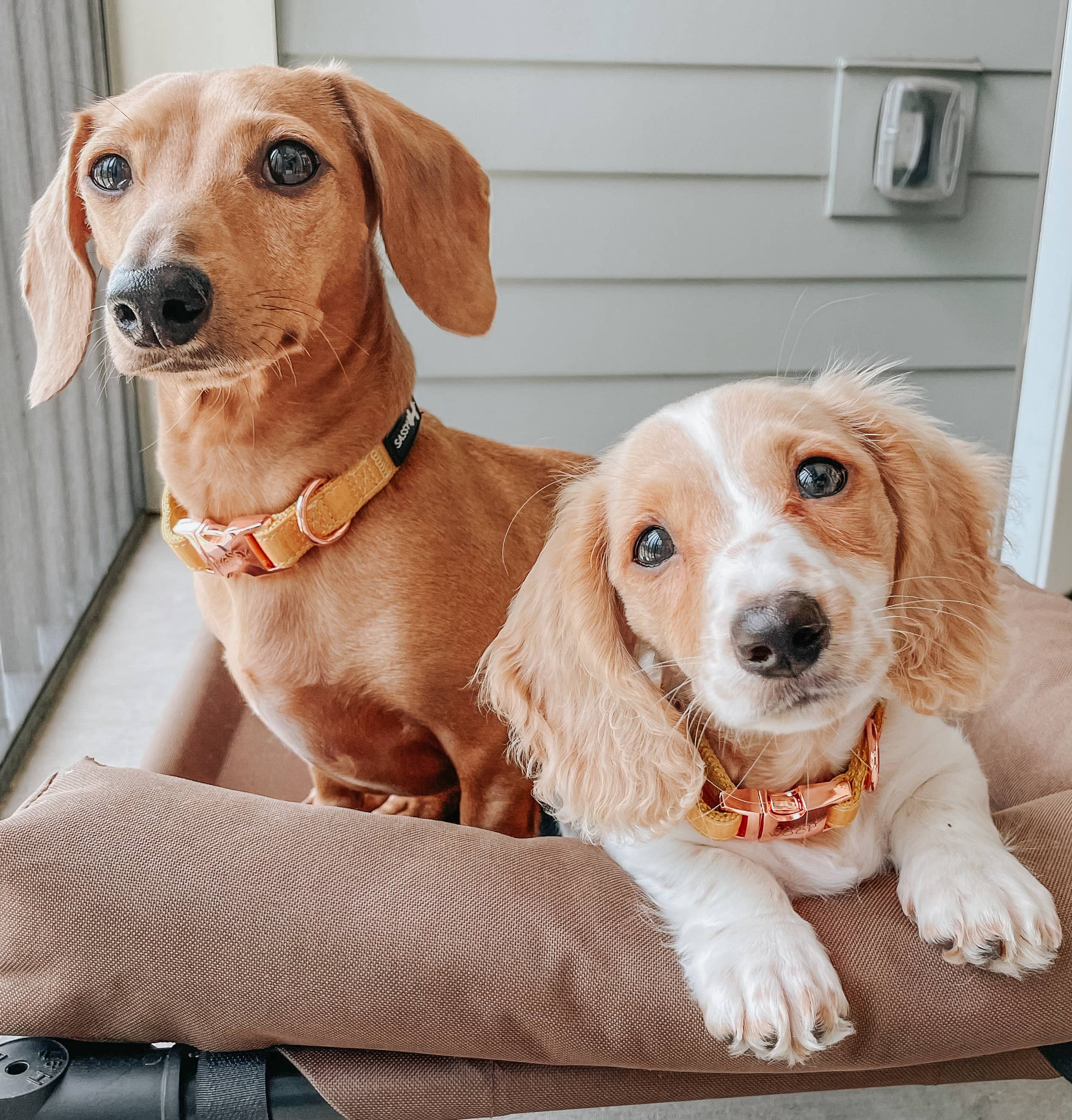 SASSY WOOF - Wholesale Pet Collar - Dog - Dog Collar - Sunflower Fields4