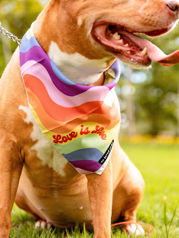 Bandana: El amor es amor para venta al por mayor de So Loved Paws