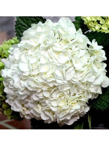 Hydrangea White Jumbo 12 Stems for wholesale by Florasource