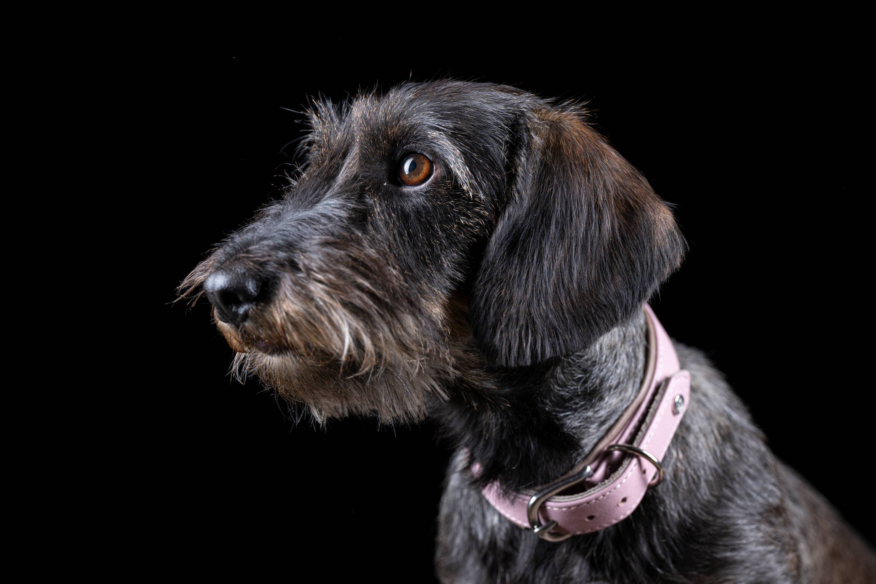 LABONI - Volentis GmbH - Wholesale Pet Collar - Dog - AMICI dog collar49