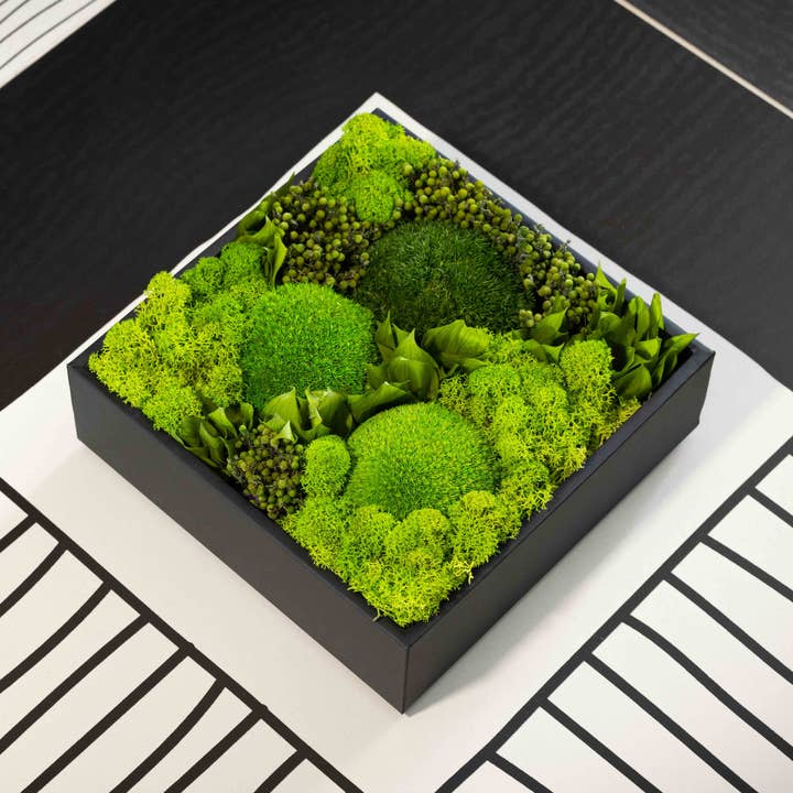 Bola de Musgo e Líquen Preservado em Caixa Decorativa por atacado de SecondFlor