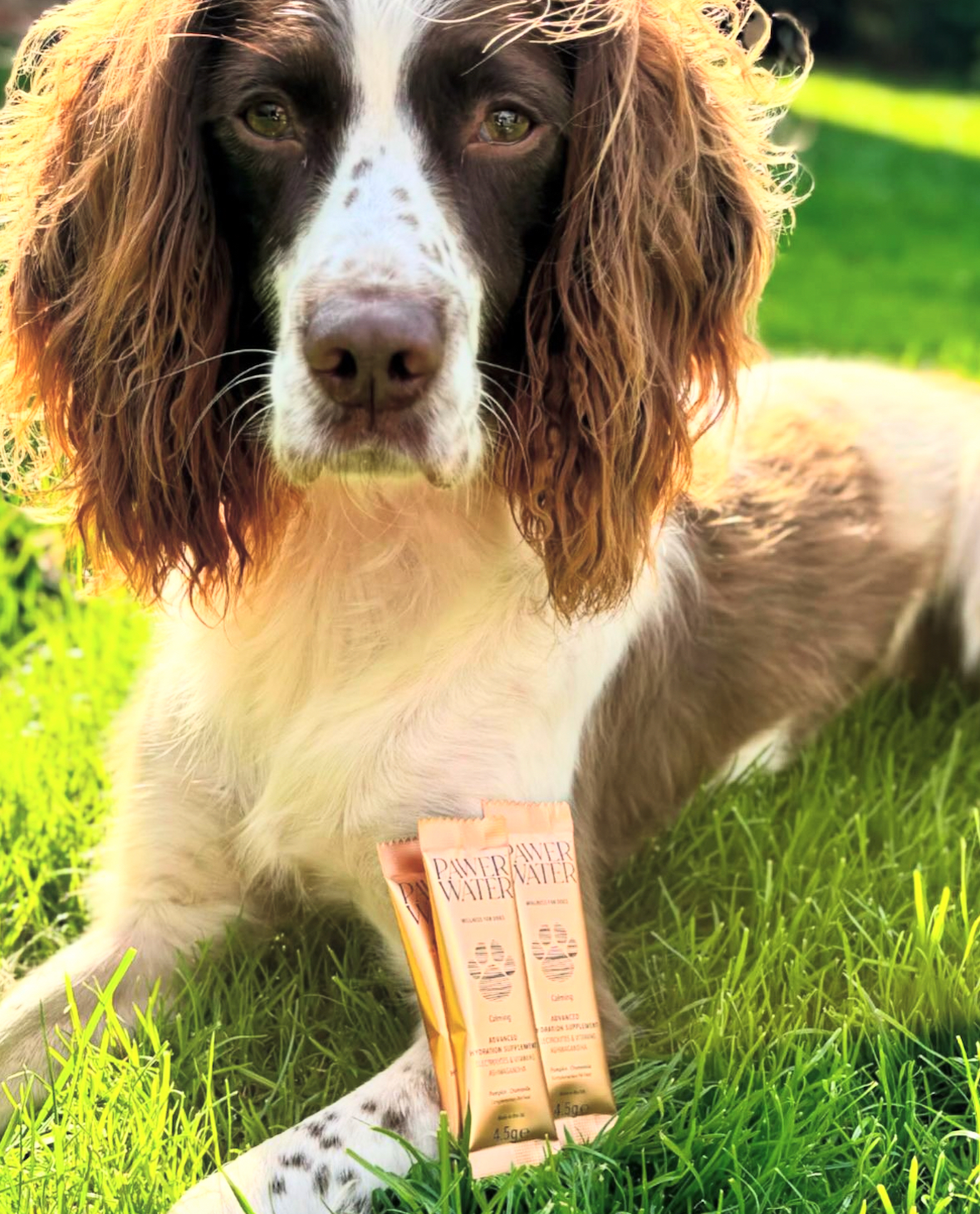 Pawer Water – wholesale Pet supplement – Dog – PAWER WATER For Dogs : CALMING | Sticks Bulk6