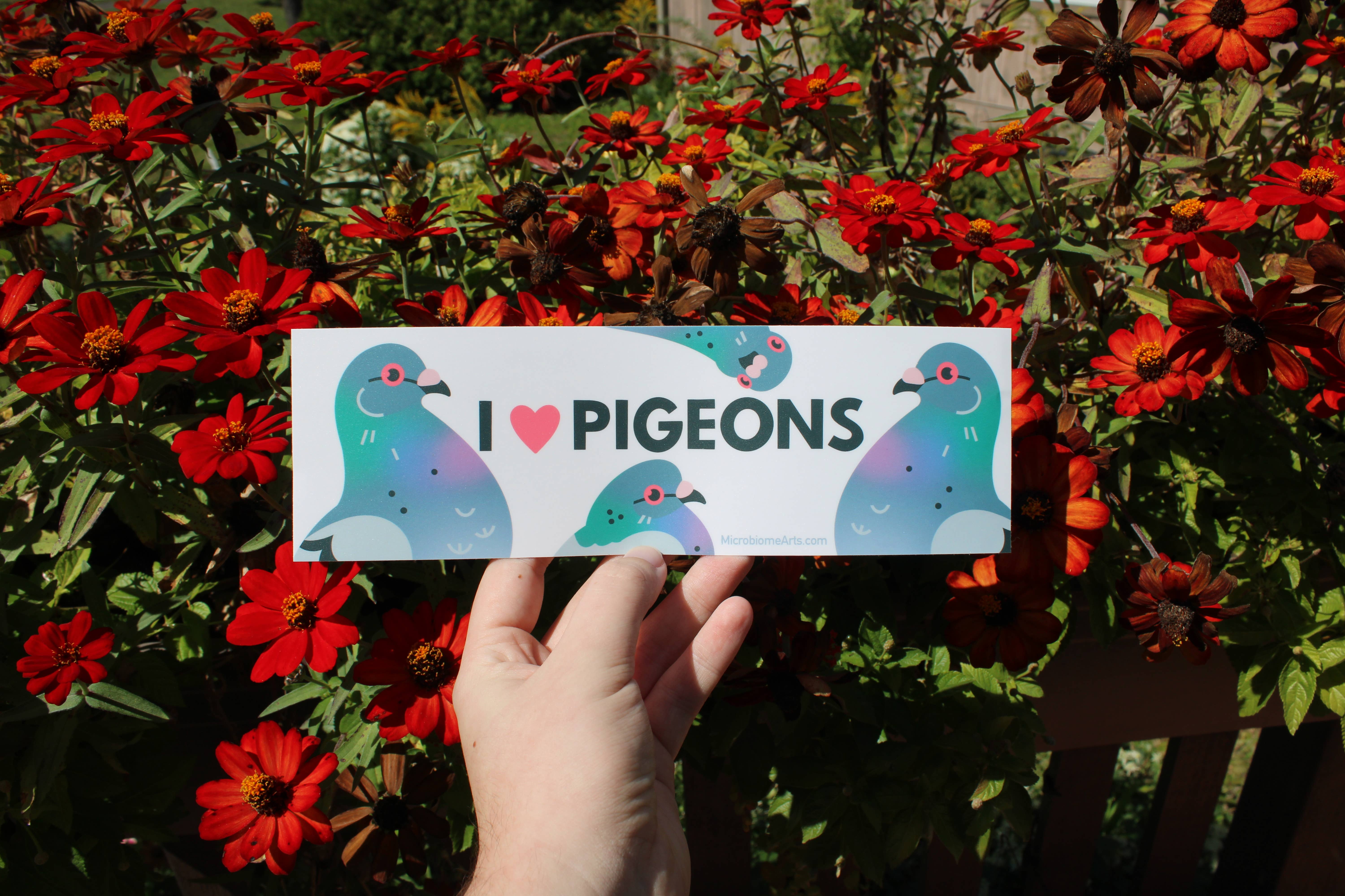 Microbiome Arts - Wholesale Sticker - I Love Pigeons Bumper Sticker3