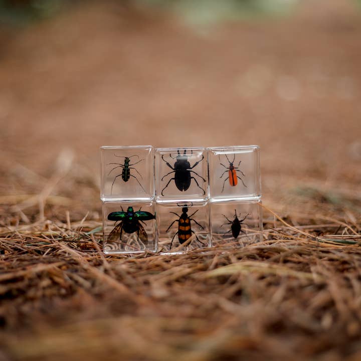 Brilliant Bugs Specimen Set and other Purchase Wholesale black buggyfoods. Free Returns & Net 60 Terms on Faire trending on Faire.