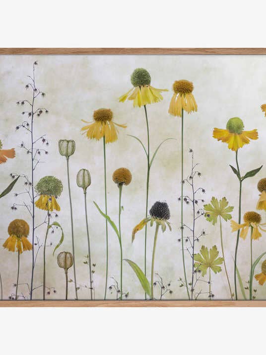 Helenium por atacado de Pictufy Wholesale