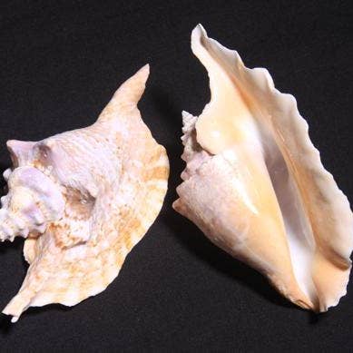 Darlene's Shells - Wholesale Decorative Tabletop Object - Rooster Conch0