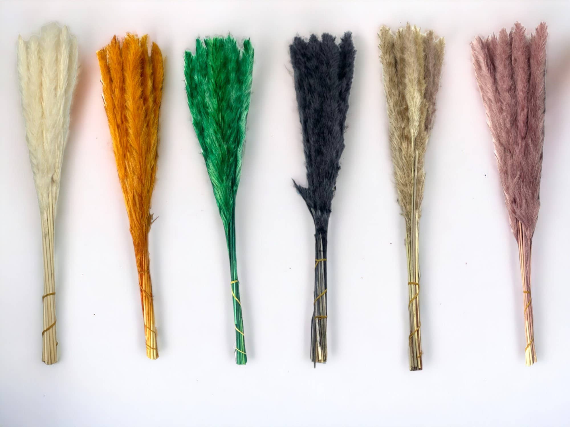 2626 Designs – Engroshandel Tørrede/pressede blomster – Konserverede blomster Lille pampassgræs, 20" langt7