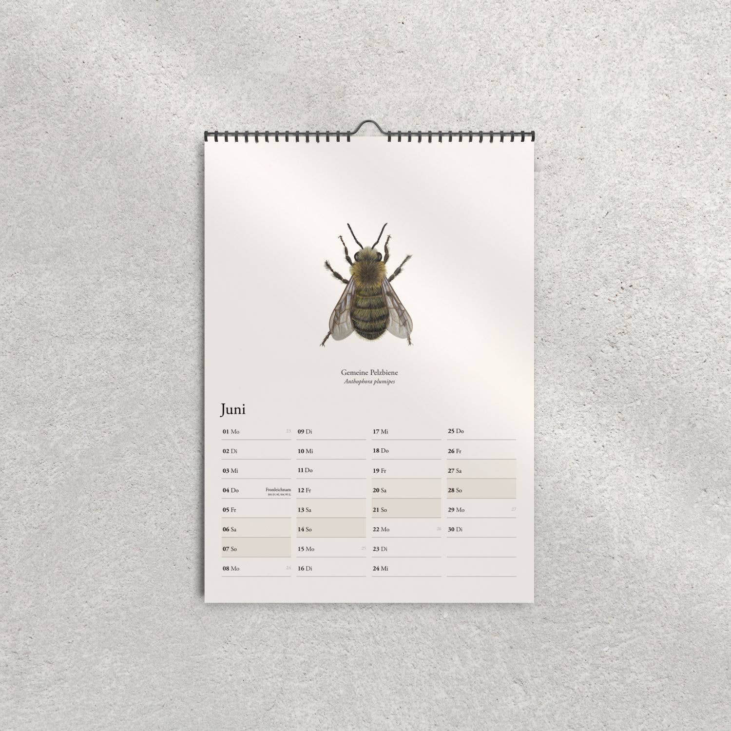 Terillu - Wholesale Calendar - Calendar 2026 – Wall Calendar Native Wild Bees4