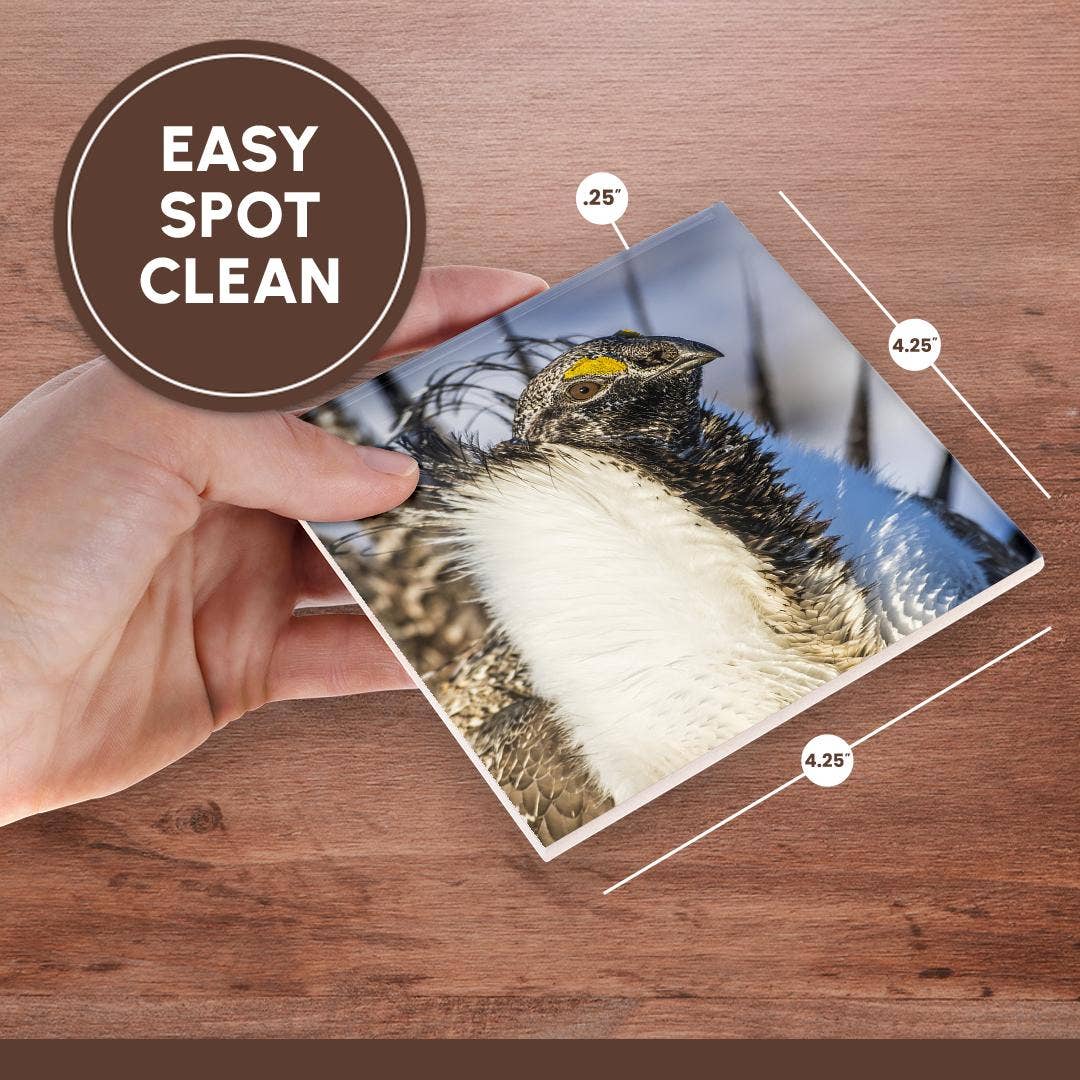 3dRose - Wholesale Coasters - 3dRose, USA, WY. Portrait of a male Greater Sage Grouse on a lek in Spring., Coaster6