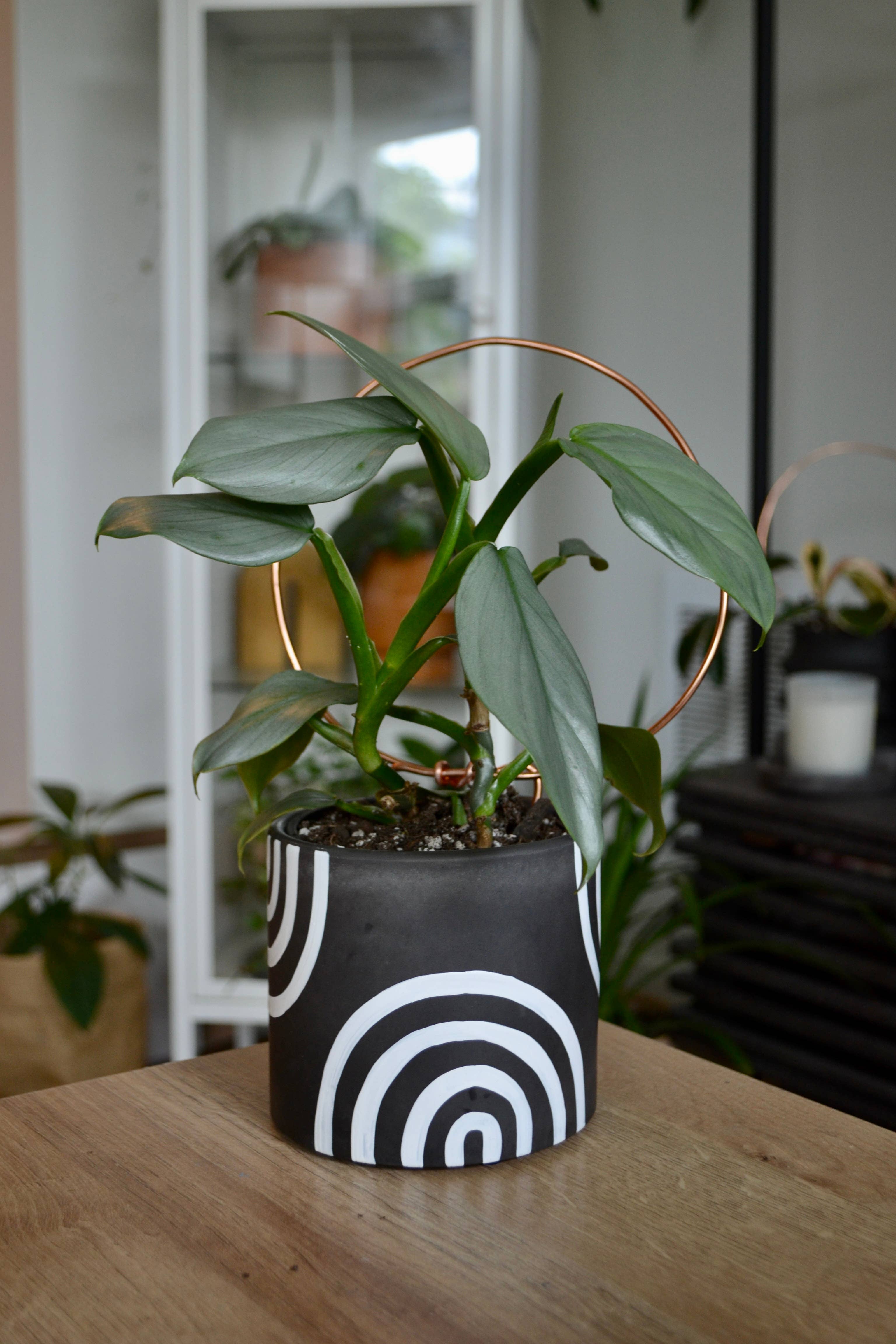 LindaMakess - Vendita all'ingrosso Vasi per piante - Fioriera arcobaleno dipinta a mano | Più colori8