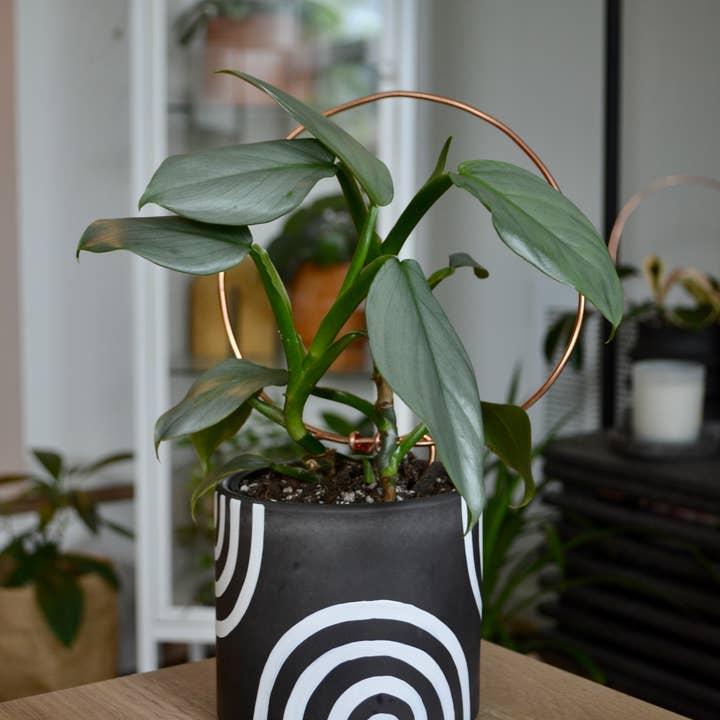 LindaMakess - Vendita all'ingrosso Vasi per piante - Fioriera arcobaleno dipinta a mano | Più colori8