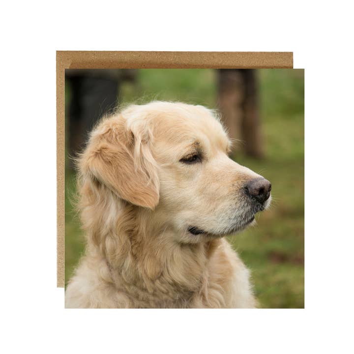 Golden Retriever Greeting Card - Retriever card - dog card for wholesale by Alex Sharp