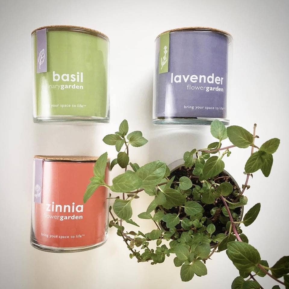 Potting Shed Creations, Ltd. - Wholesale Plant Seeds - Essential Zinnia Garden | Easter. Spring Gift4