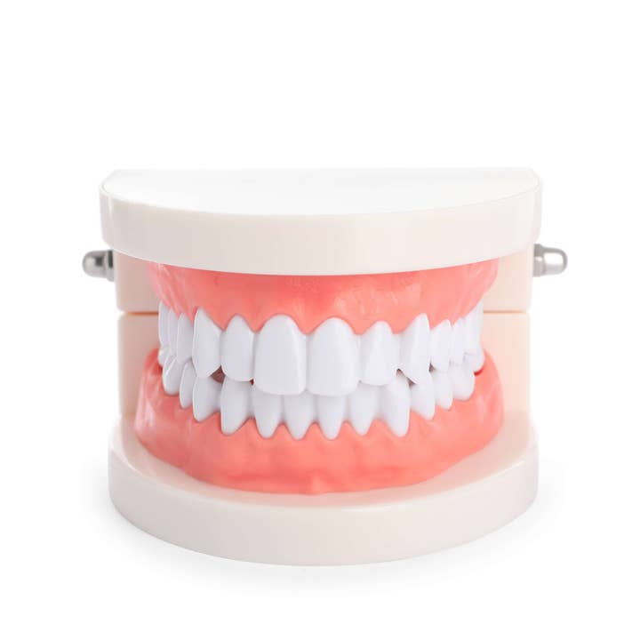 Modèle de dents typodont professionnel pour formation pratique pour la vente par LaserGlowSpa