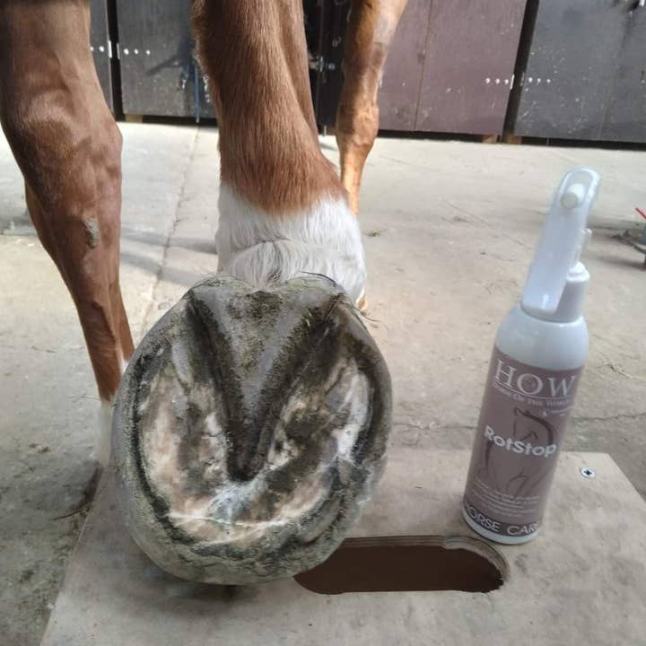 Horse of the world – wholesale Hästbalsam – Rotstopp