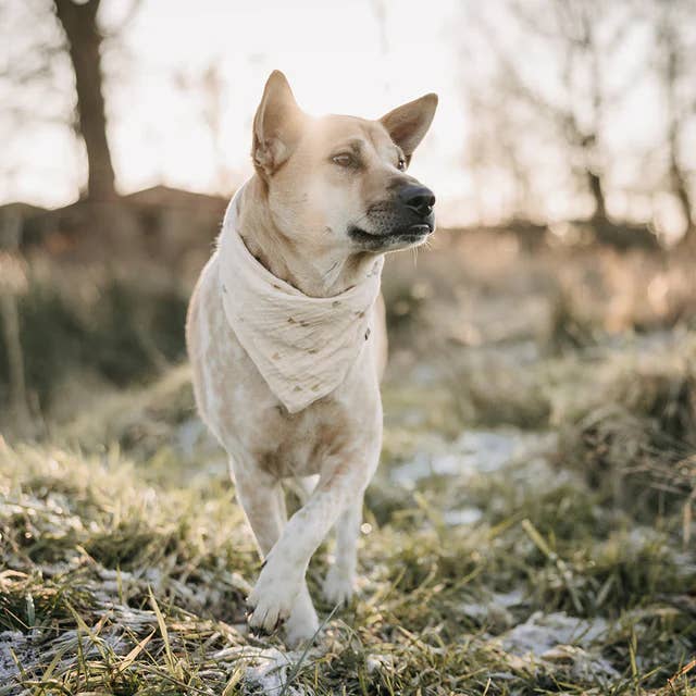 Lieblingspfote - Wholesale Pet Bandana - Dog - Muslin Scarf "Little Hearts"1