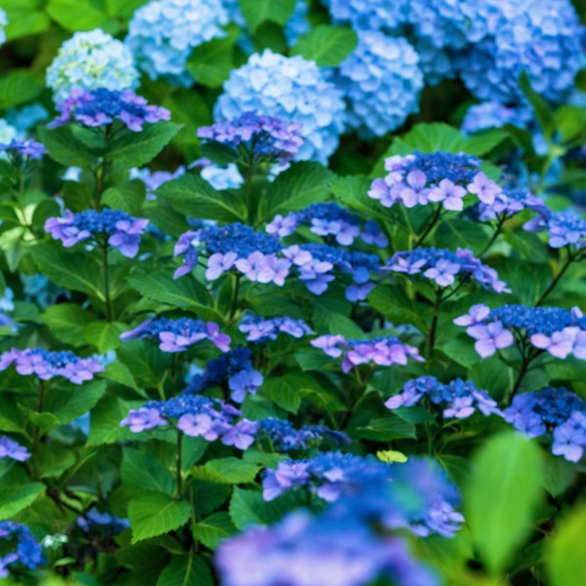 Oasis of Life - Wholesale Live Plant - Hydrangea Hortensia – 2 plants Hydrangea serrata 'Summerglow' – Hardy garden hydrangea with blue or pink flowers – For bed, balcony & pot – Height 25–40cm – Ø19cm3
