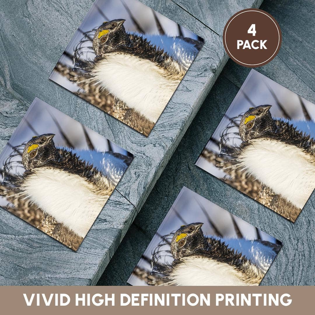 3dRose - Wholesale Coasters - 3dRose, USA, WY. Portrait of a male Greater Sage Grouse on a lek in Spring., Coaster5