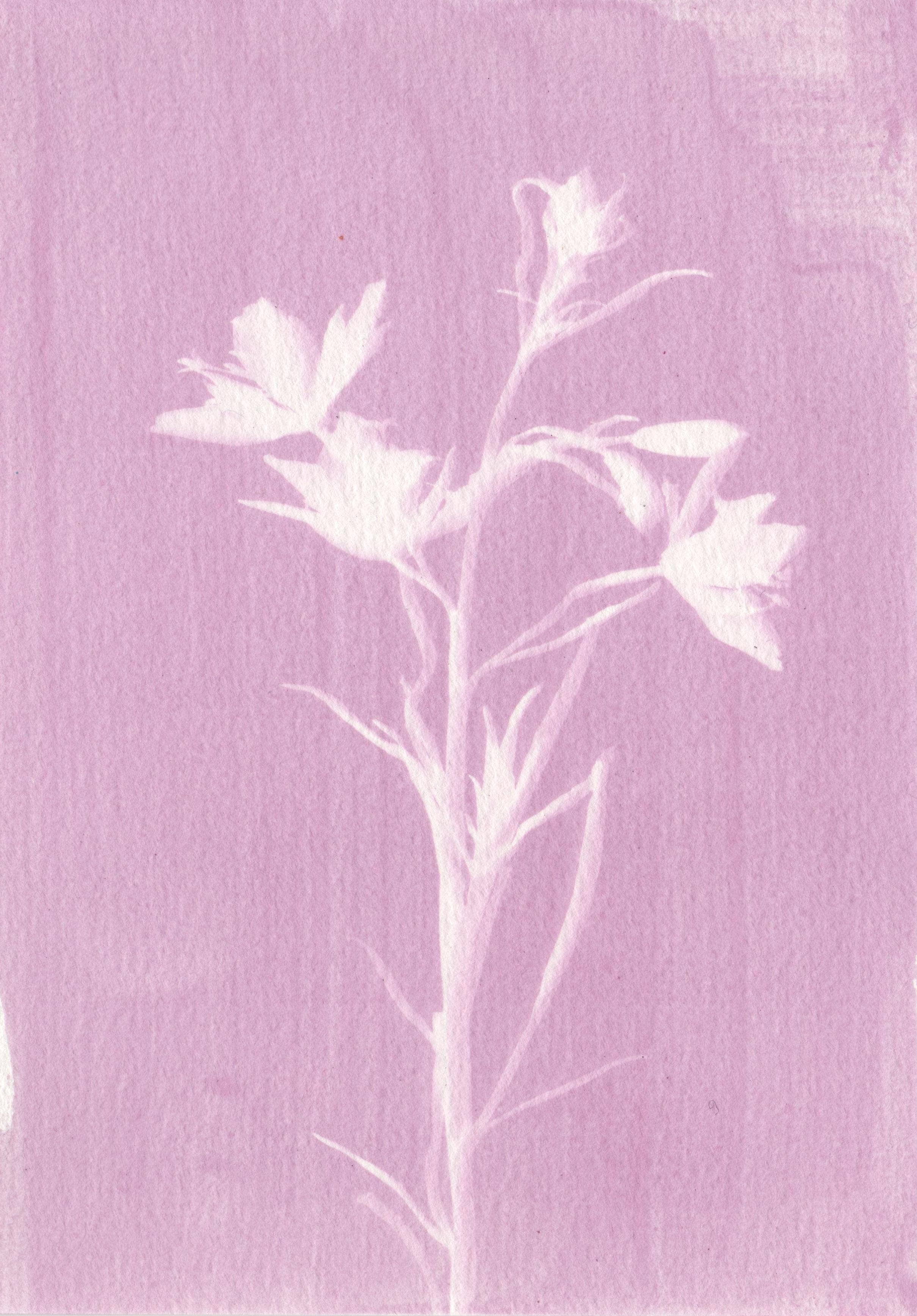 L'Atelier des Epatants - Wholesale DIY Craft Kit - Rosatype DIY Kit - like cyanotype but pink!7