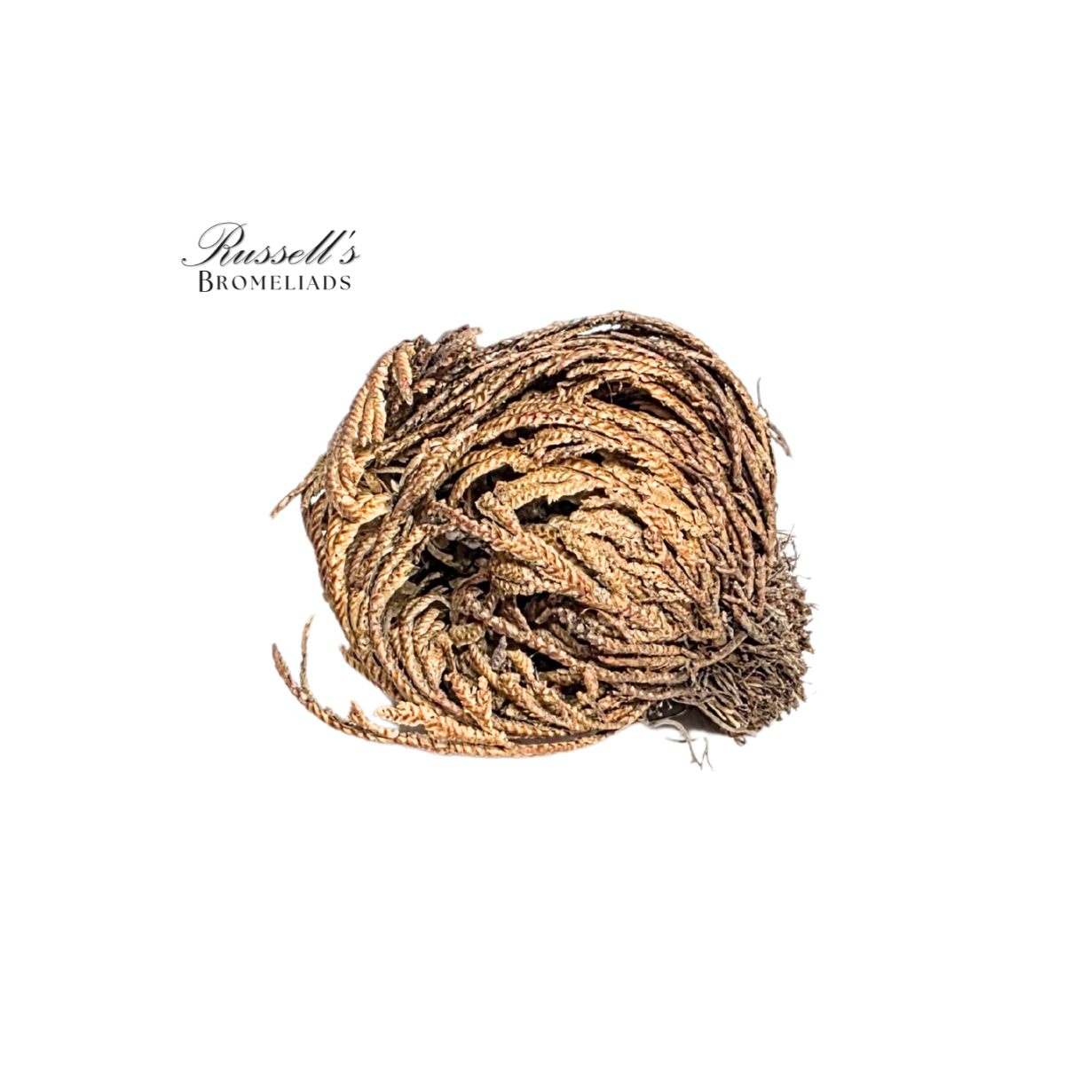 Russell's Bromeliads - Wholesale Live Plant - Resurrection Plant Set in Display Case - Half Pack2