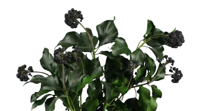 Grøn Langtidsholdbart bevaret frugttræ for engroshandel på Faire1