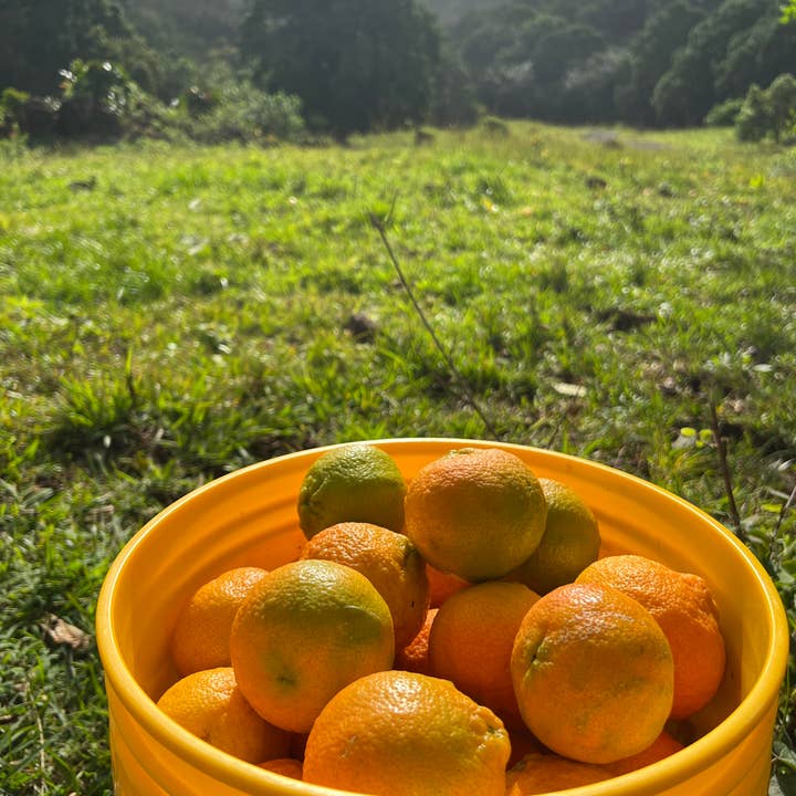 Aloha Bites - Wholesale Jam/Jelly - Seasonal - KualoaGrown Surinam Cherry and Wild Citrus Jelly5