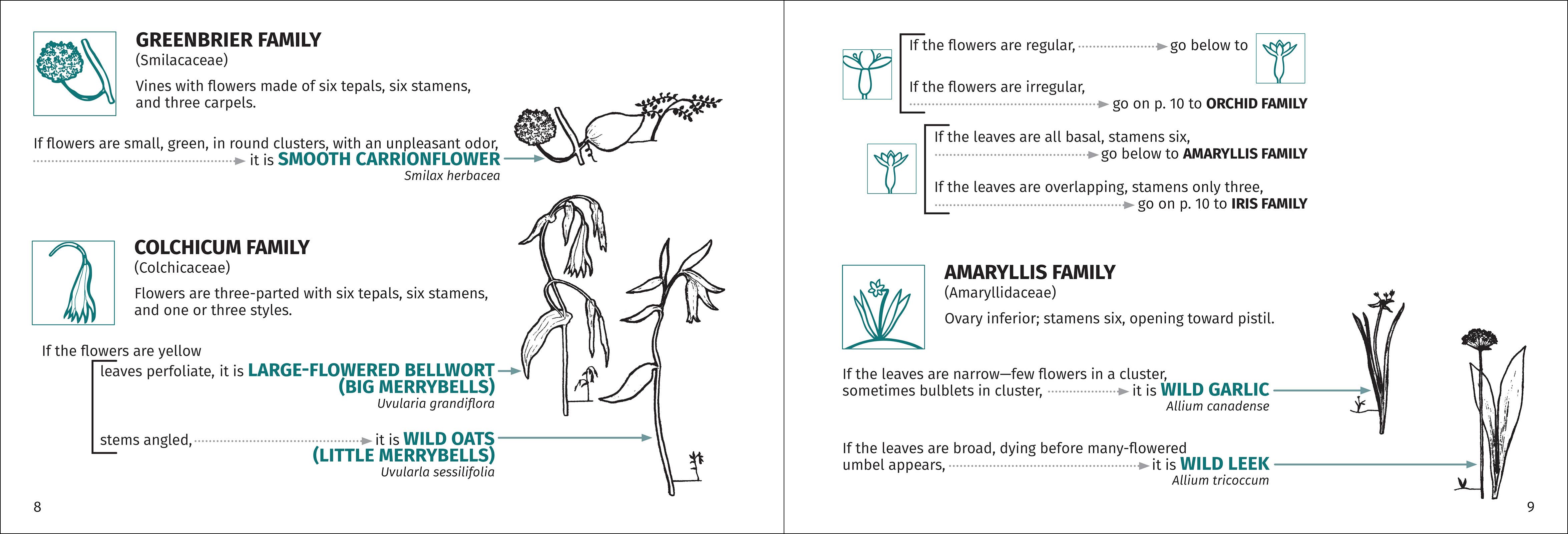AdventureKEEN - Wholesale Nature & Outdoors - Flower Finder 2nd Edition10