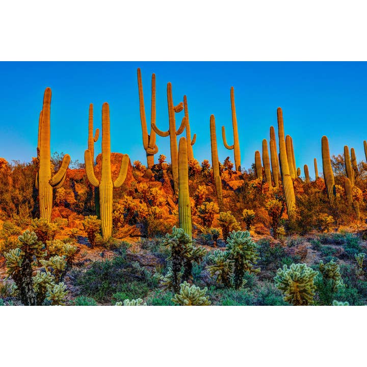 Saguarocactussen bij Schemering Saguaro National Park Foto Fotokunst aan de Muur voor wholesale door Gotham Gifts